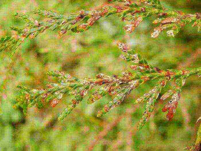 thuja ihalo ang pagtatanim at pag-aalaga sa bukas na bukid