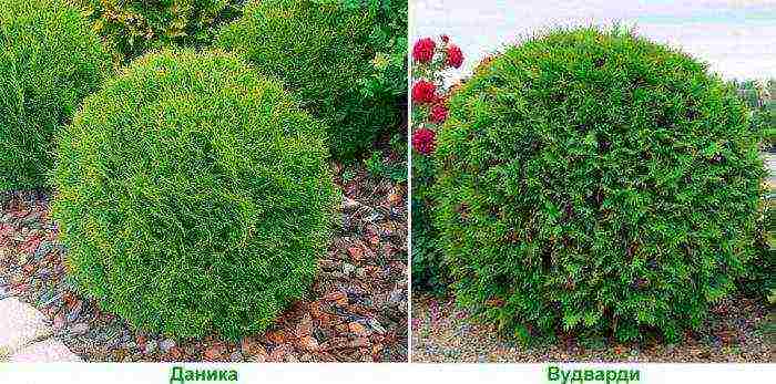 thuja mix planting and care in the open field