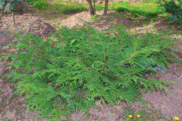 thuja ihalo ang pagtatanim at pag-aalaga sa bukas na bukid