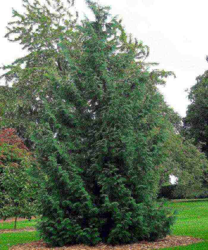 thuja ihalo ang pagtatanim at pag-aalaga sa bukas na bukid