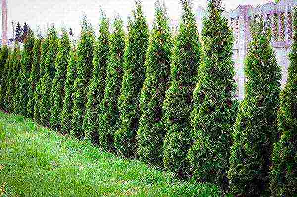 thuja pagtatanim at pag-aalaga sa bukas na bukid sa Urals