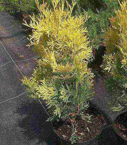 thuja planting and care in the open field in the Urals