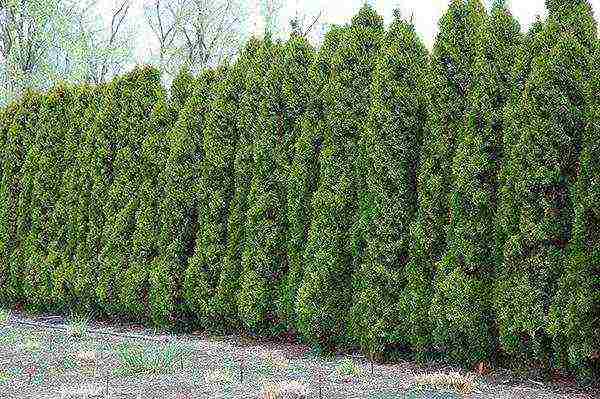 thuja planting and care in the open field in the Urals