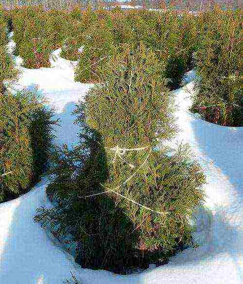 thuja pagtatanim at pag-aalaga sa bukas na bukid sa Urals