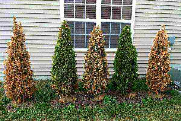 thuja pagtatanim at pag-aalaga sa bukas na bukid sa Urals