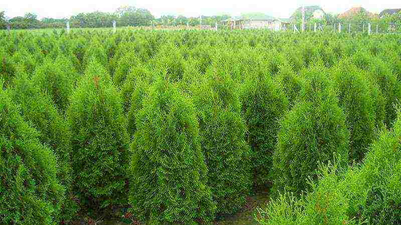 thuja زرع البذور والرعاية في الحقول المفتوحة