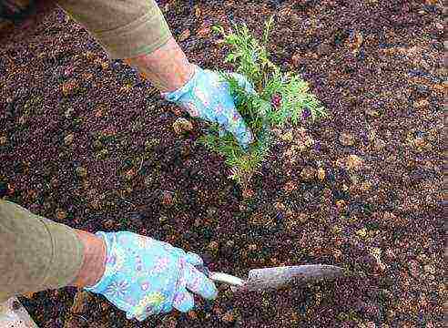 thuja planting seeds and care in the open field