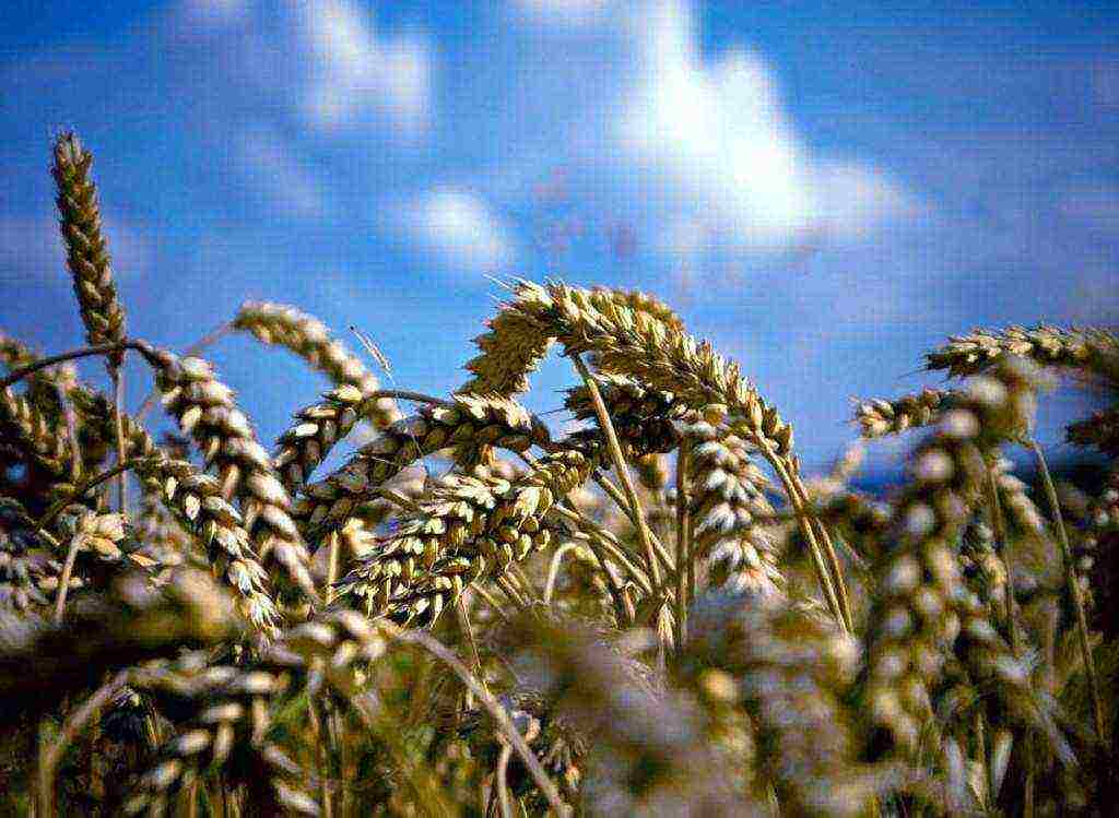 durum wheat varieties in russia where they grow the most