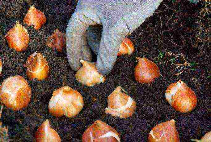 tulips planting and care in the open field in autumn in siberia