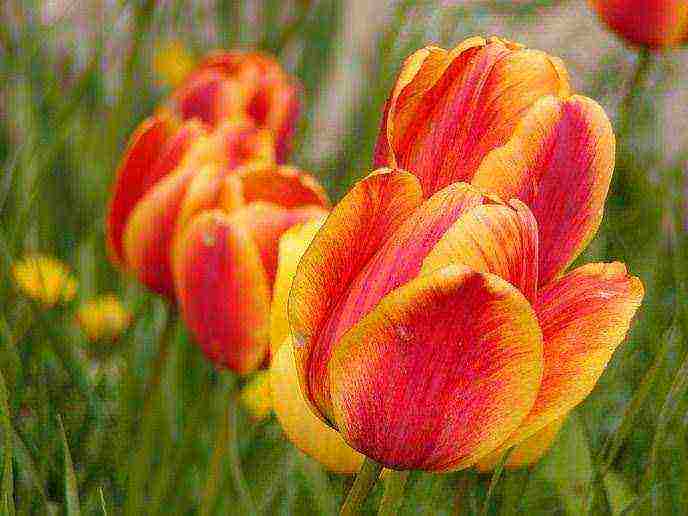 tulips planting and care in the open field in autumn in siberia