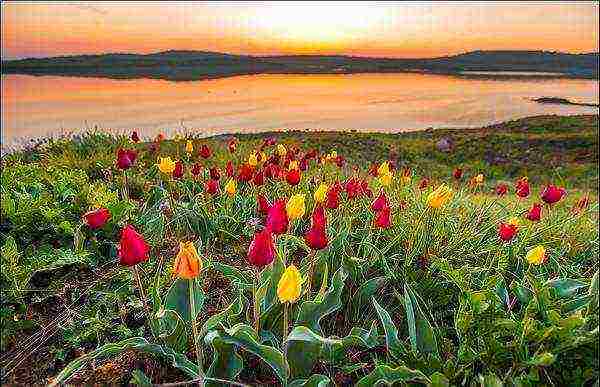 iba't ibang uri ng tulips ang pinakamahusay na mga pagkakaiba-iba