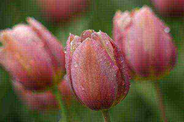 tulips varieties the best varieties