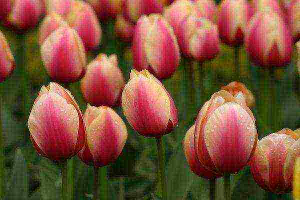 tulips varieties the best varieties