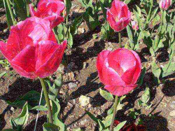 tulips varieties the best varieties