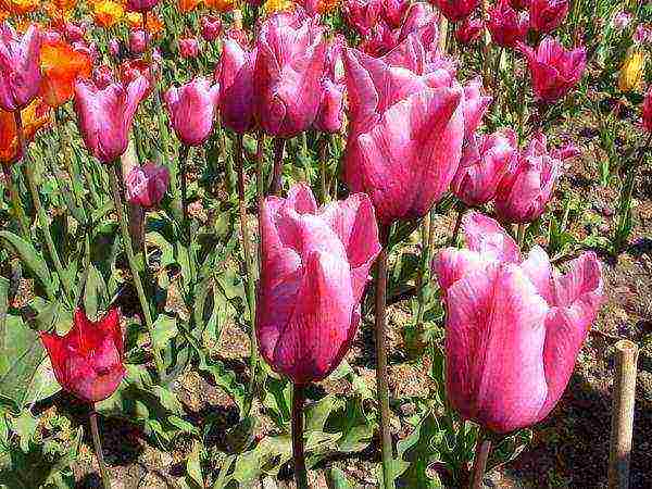 tulips varieties the best varieties