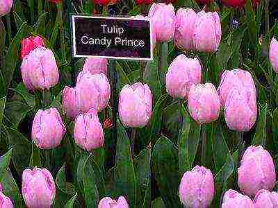 tulips varieties the best varieties