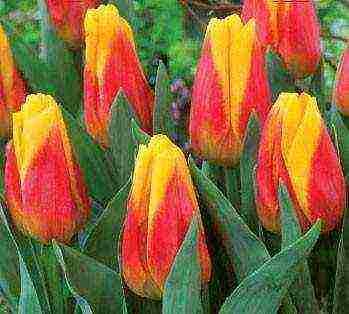 tulips varieties the best varieties