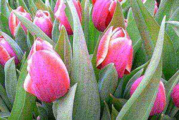 tulips varieties the best varieties