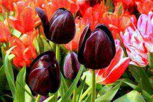 tulips varieties the best varieties