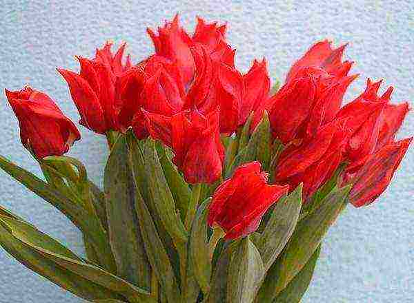 iba't ibang uri ng tulips ang pinakamahusay na mga pagkakaiba-iba