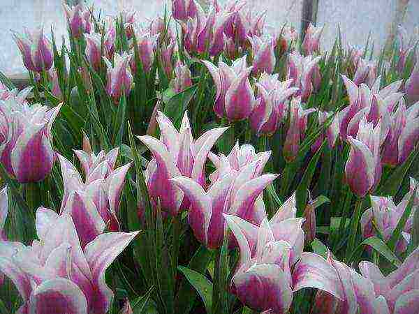 tulips varieties the best varieties