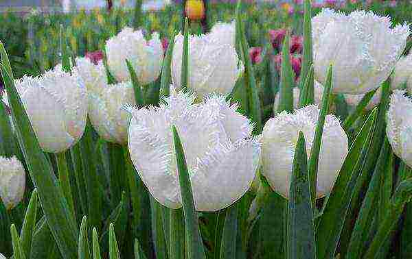 tulips varieties the best varieties