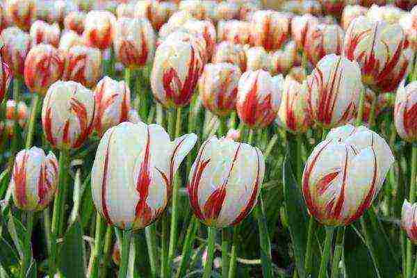 iba't ibang uri ng tulips ang pinakamahusay na mga pagkakaiba-iba