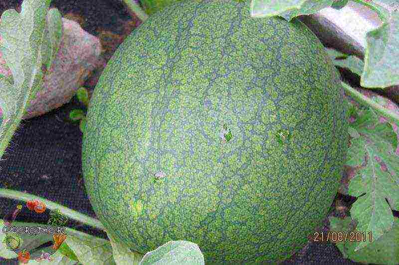 in which country did you learn to grow watermelons of any shape