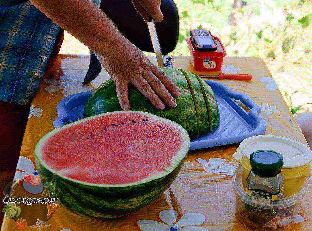 in which country did they learn to grow watermelons of any shape