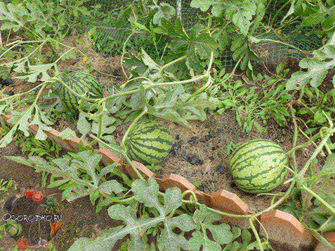 in which country did they learn to grow watermelons of any shape