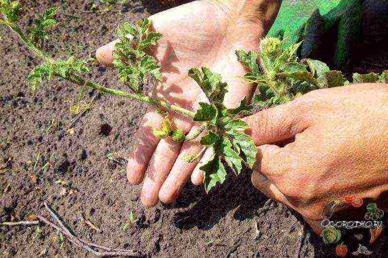 in which country did you learn to grow watermelons of any shape