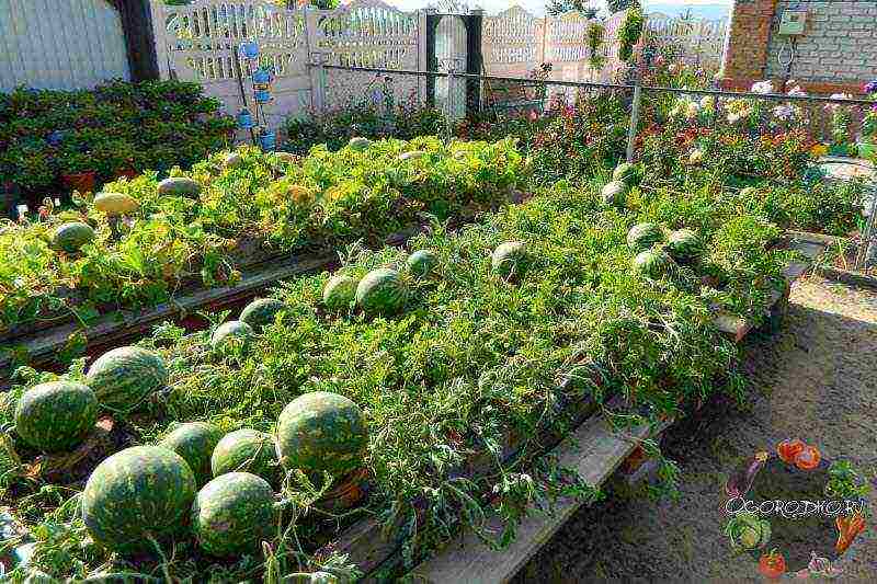 in which country did they learn to grow watermelons of any shape