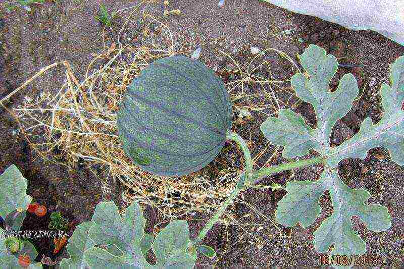 in which country did you learn to grow watermelons of any shape