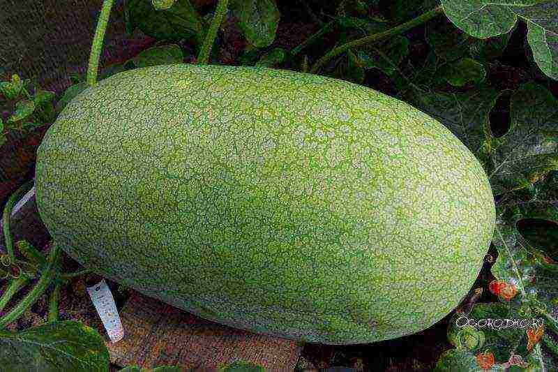 in which country did you learn to grow watermelons of any shape