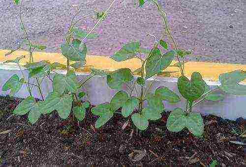 bindweed care and planting and care in the open field