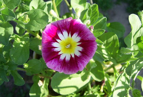 bindweed care and planting and care in the open field