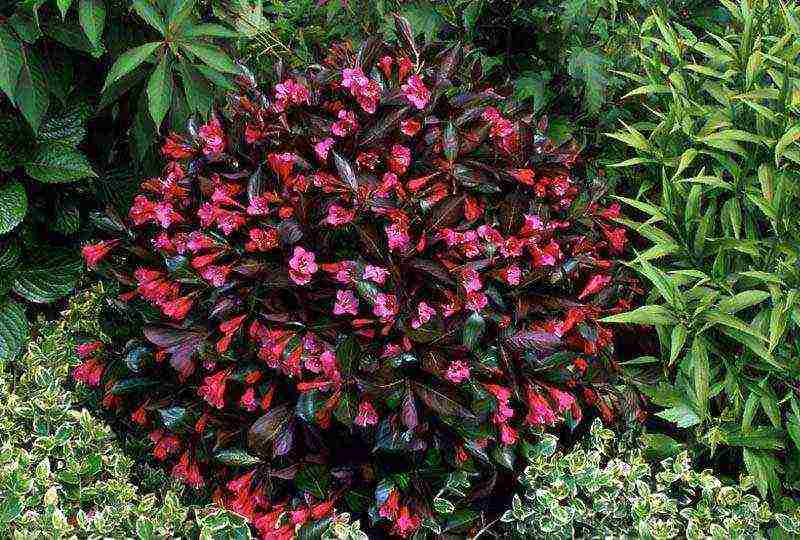 weigela nana purpurea planting and care in the open field