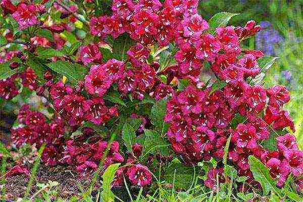 Nana Purpurea Weigela planting and care in the open field