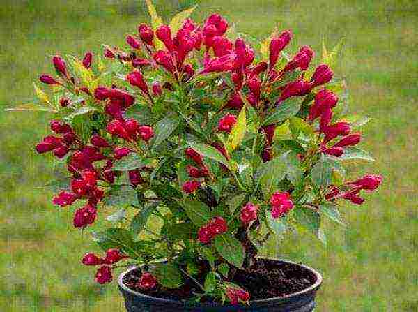 Nana Purpurea Weigela planting and care in the open field