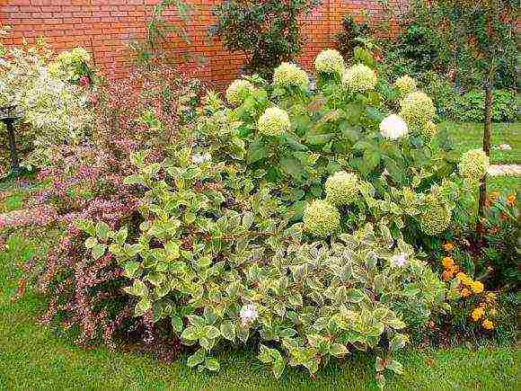 Nana Purpurea Weigela planting and care in the open field