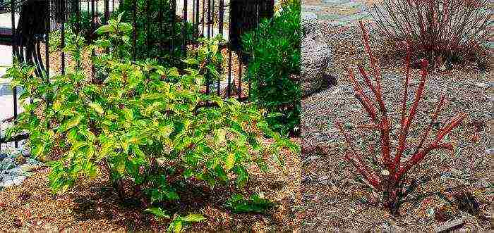 Nana Purpurea Weigela planting and care in the open field