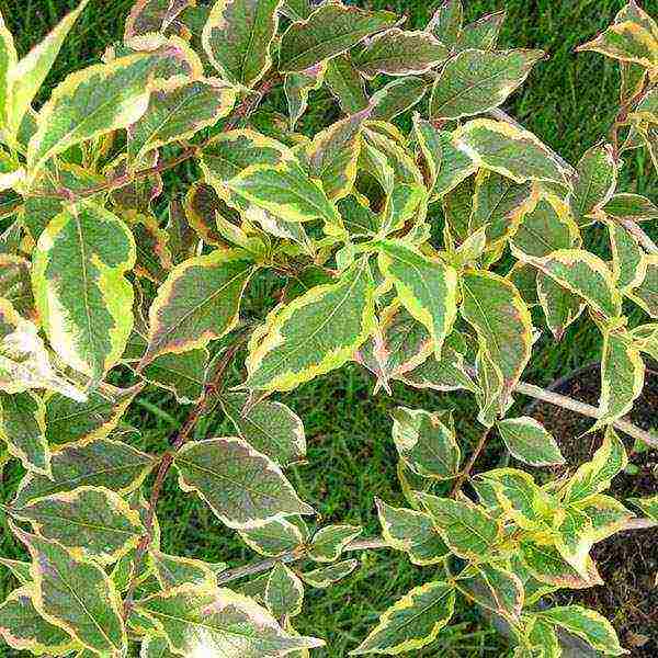 Nana Purpurea Weigela planting and care in the open field