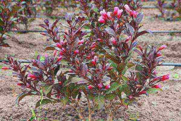 Nana Purpurea Weigela planting and care in the open field