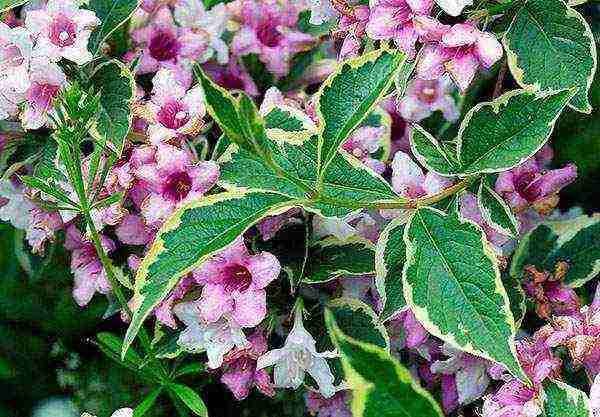 Nana Purpurea Weigela planting and care in the open field