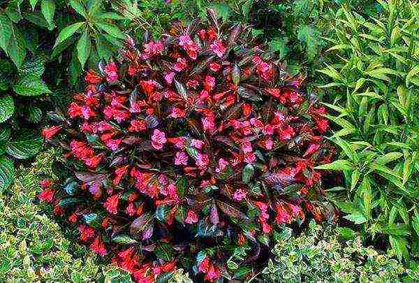 Nana Purpurea Weigela planting and care in the open field