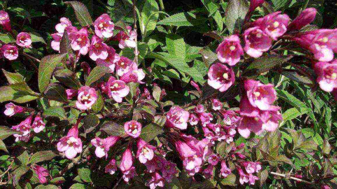 Nana Purpurea Weigela planting and care in the open field