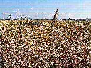 a kind of millet whose grain is used for food is grown in China