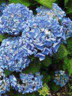 types of hydrangea garden planting and outdoor care