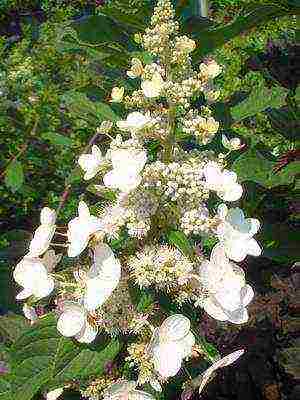 mga uri ng pagtatanim ng hardin ng hydrangea at pangangalaga sa labas