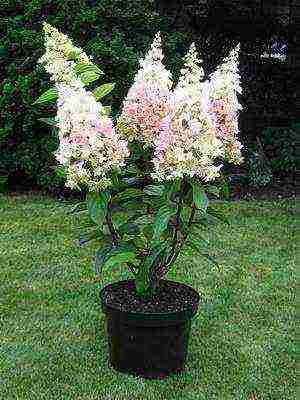 types of hydrangea garden planting and outdoor care